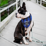 Show Me Blue Pet Bandana